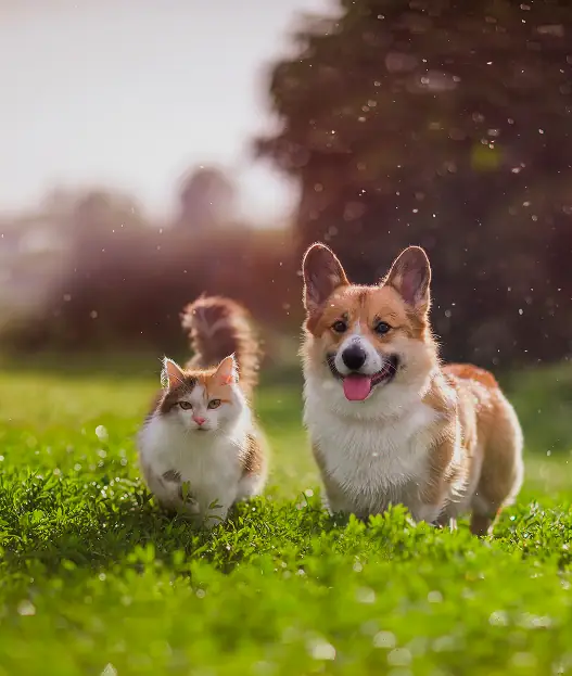 Pet-Friendly