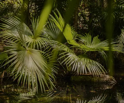 Naturaleza y Vegetación
